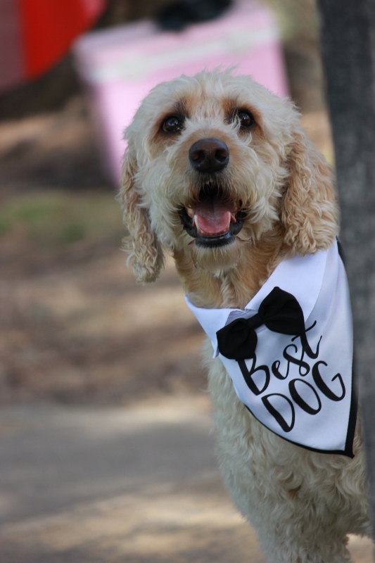 A dog wearing a best dog bandana and bow tie at a wedding